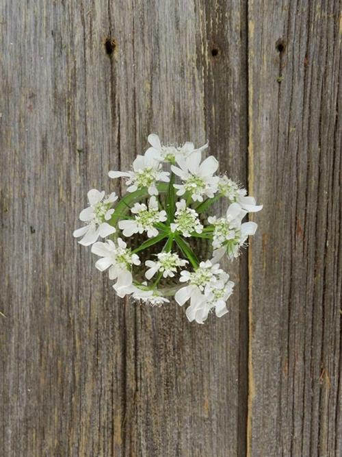 ORLAYA  WHITE QUEEN ANNES LACE